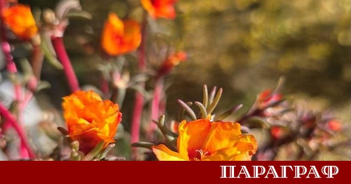 Планинската спасителна служба ПСС към Българския Червен кръст предостави актуална