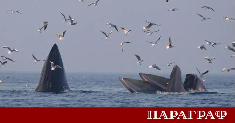 Китайски учени разработиха иновативна и нискобюджетна система за наблюдение на