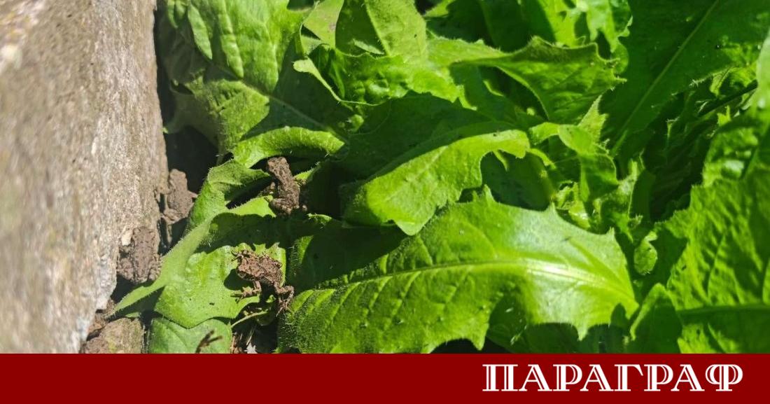 Необичайна спасителна акция се проведе в самото сърце на Бургас