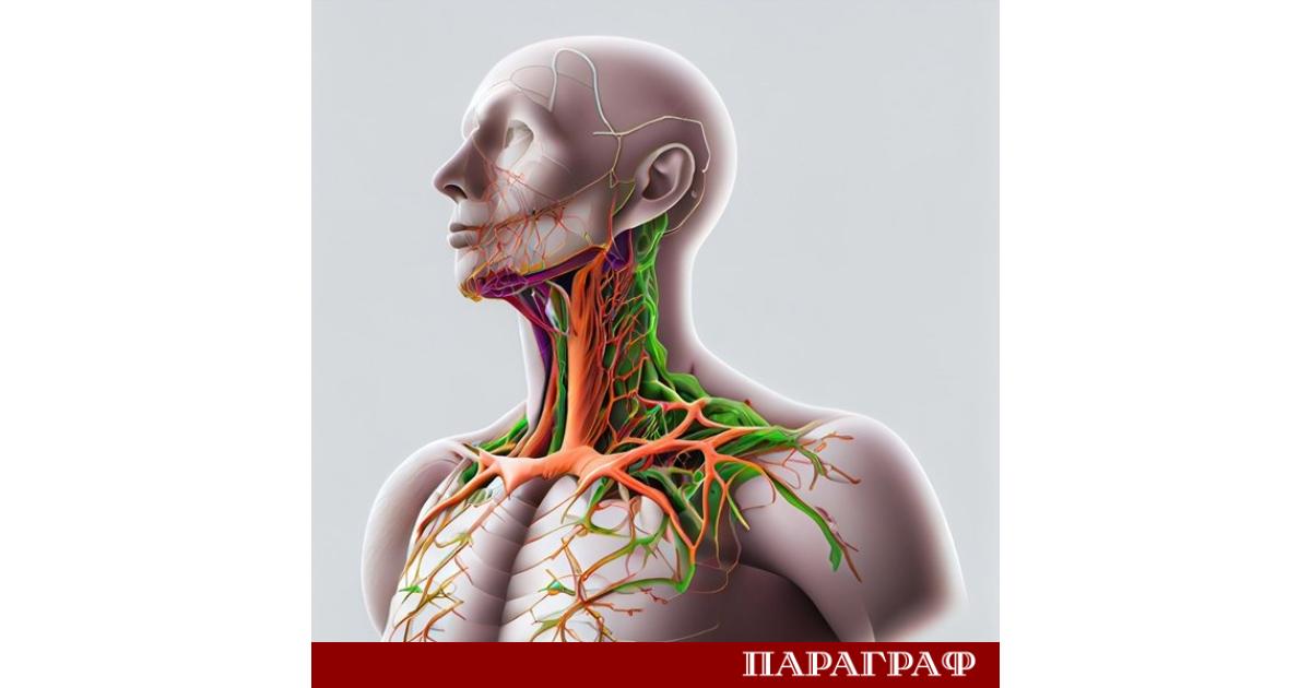 Лимфната система е невидимият пазител на нашето здраве Тя обхваща