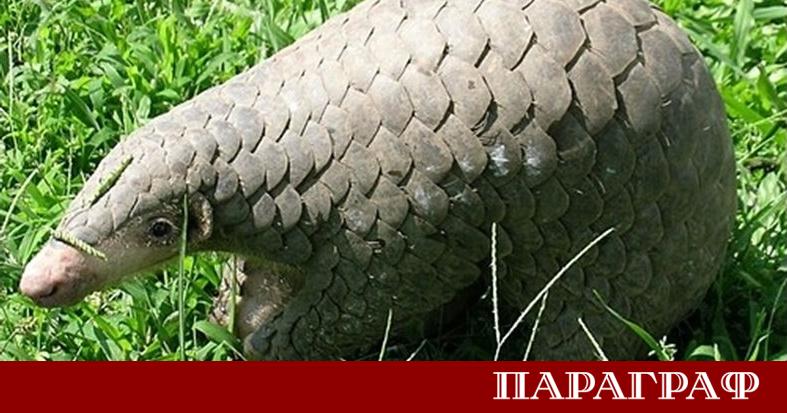 Учени потвърдиха първото документално заснемане на китайски панголин Manis pentadactyla