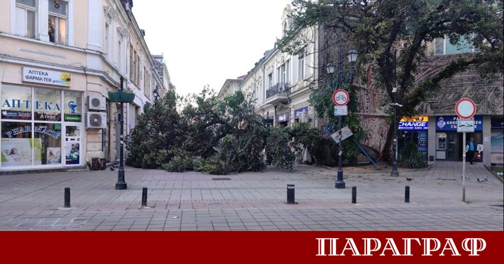 Огромно дърво се разцепи и падна в сърцето на пешеходната