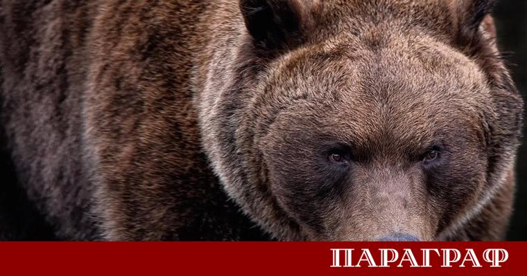Трима чуждестранни туристи пострадаха сериозно след нападение от мечка в