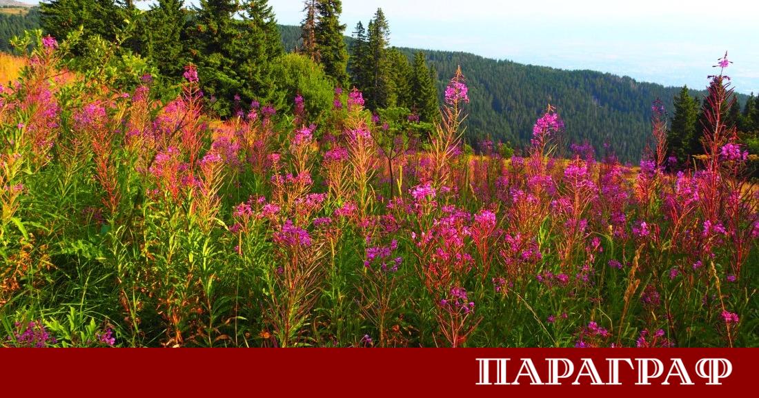 Днес и утре времето ще ни радва с предимно слънчеви