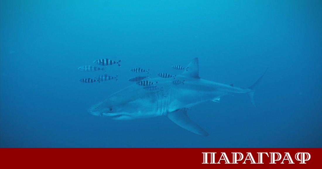 Водолази от неправителствената организация Healthy Seas заснеха уникални подводни кадри
