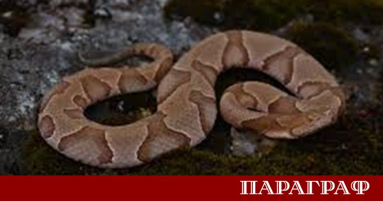Швейцарският национален отбор се изправи пред неочаквано предизвикателство по време