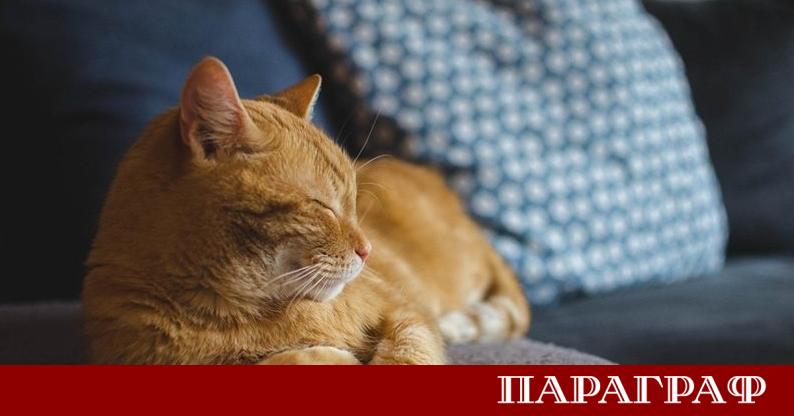 Ново мащабно изследване опровергава широко разпространеното схващане за вредата от