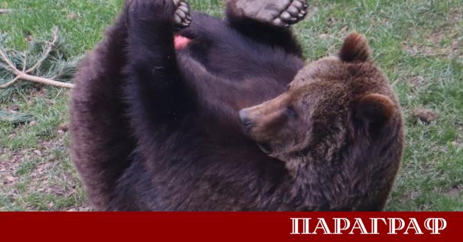 Мечките в Парка за мечки в Белица демонстрират завидни умения