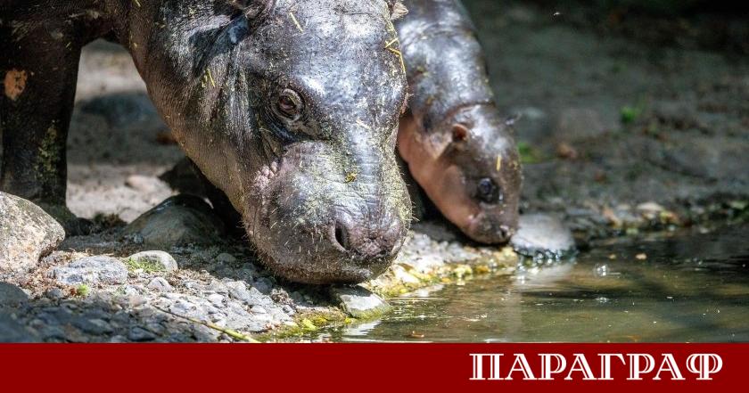Най новото попълнение сред хипопотамите пигмеи в Берлин вече има