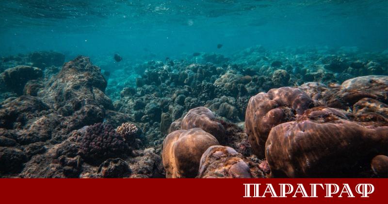 Учени постигнаха исторически пробив в океанографията като заснеха за първи