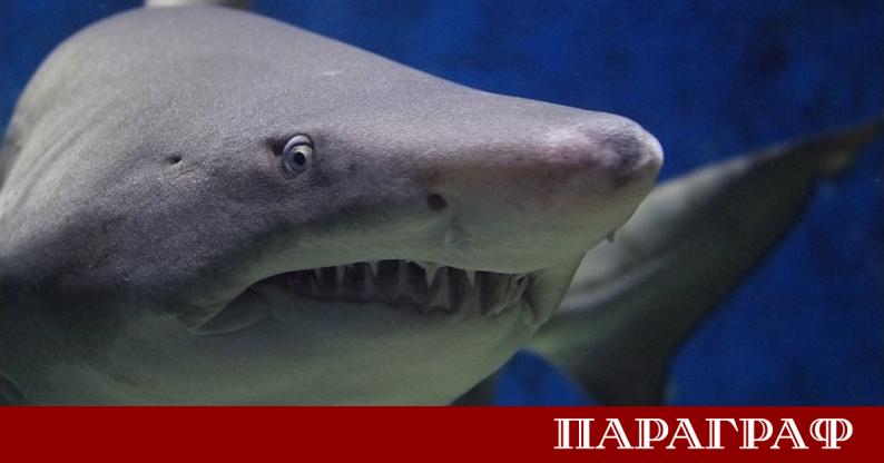 Акула рани тежко жена на плажа Куджи в източната част