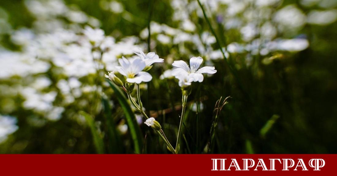 Село Логодаж посреща първото издание на Фестивала на билките Събитието