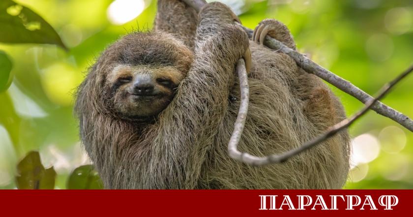 Ново международно геномно изследване разкрива възможната причина за изключително бавния