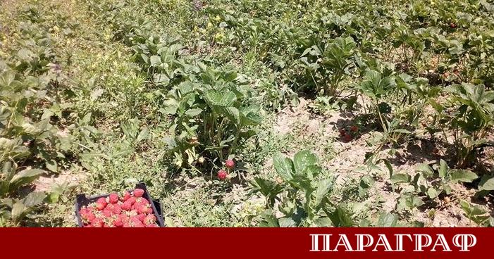 Мощна градушка съсипа земеделското производство в Северна България точно в
