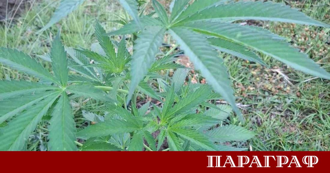 Служителите на Районното управление в Сандански проведоха успешна специализирана полицейска