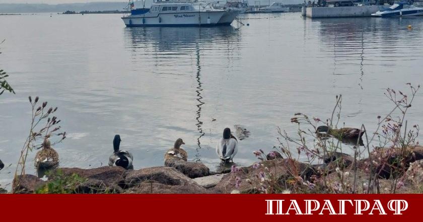 Малък делфин се превърна в истинска сензация и любимец на
