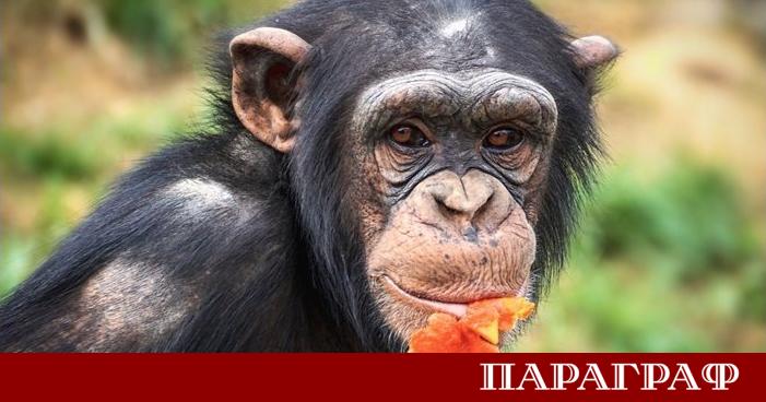 Учени от Държавния университет на Джорджия проведоха мащабно изследване върху