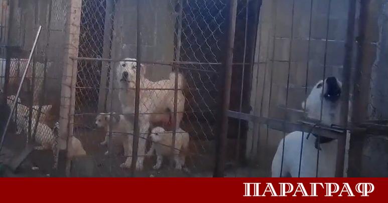 Разследване на международната организация за защита на животните Четири лапи