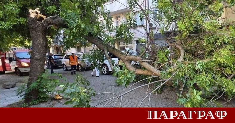 Дърво се счупи и падна върху лек автомобил на улица