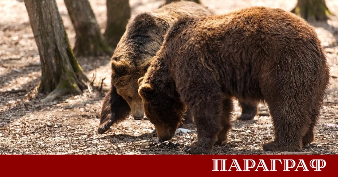 Властите в Северна Гърция започнаха мащабни разследвания след откриването на