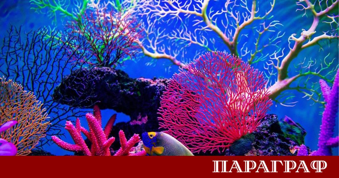 Учени са идентифицирали близо 166 000 квадратни километра коралови рифове