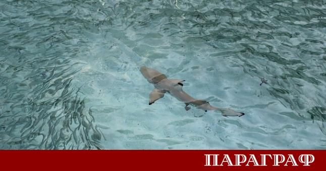 Учени от Австралия обявиха откриването на нов вид ходеща акула