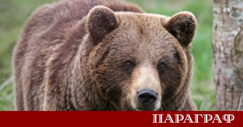 Мечка беше застреляна на известния планински път Трансфъгъръшан в Румъния