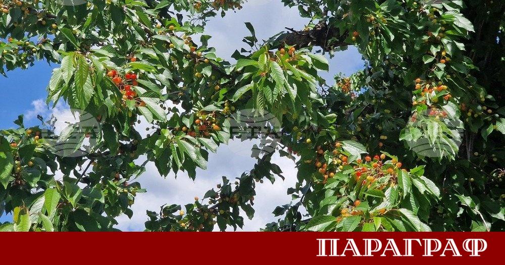Започна кампанията по прибиране на черешовата реколта в района на