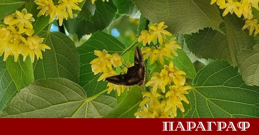 Жителите на град Сливен наблюдават масово присъствие на нощни пеперуди
