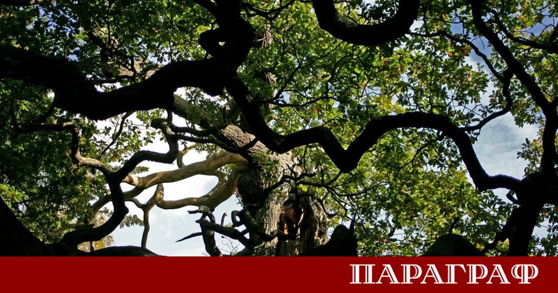 Древният символ на Шеруудската гора известен като Мейджър Оук вече