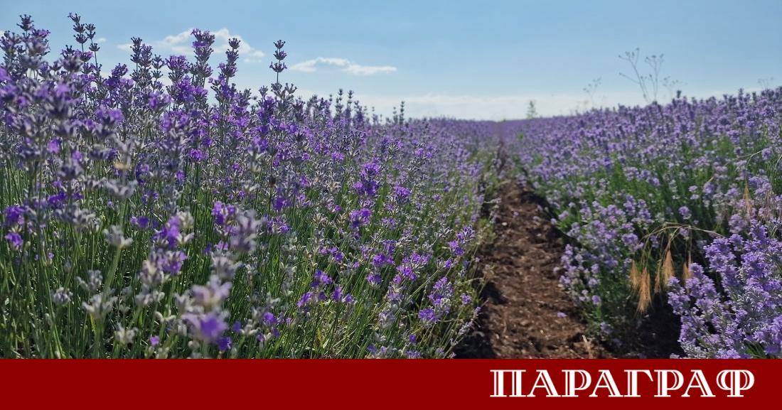 Чирпан отново се превръща в столица на ароматите и цветовете
