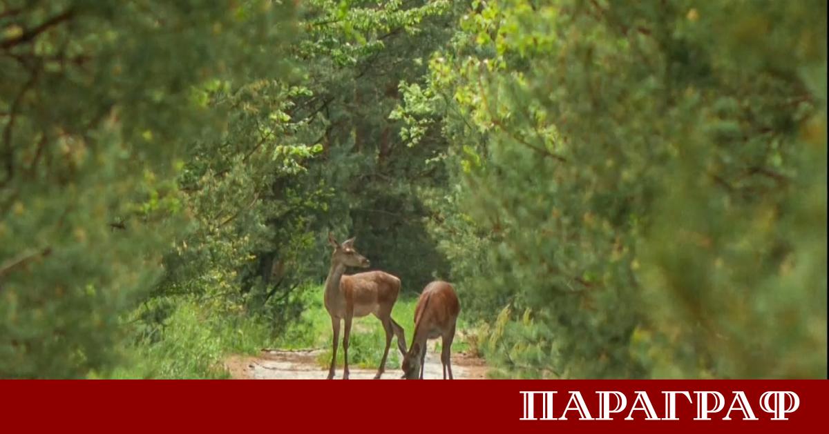 Чернобилската зона се превърна в едно от най големите убежища