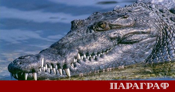 Шокиращ инцидент в английския град Кеймбриджшър разкрива сериозен пропуск в