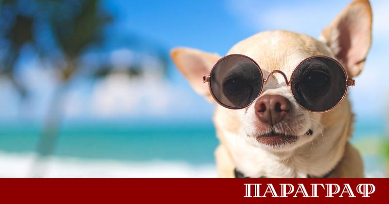 Гръцките власти затягат контрола върху присъствието на домашни любимци по