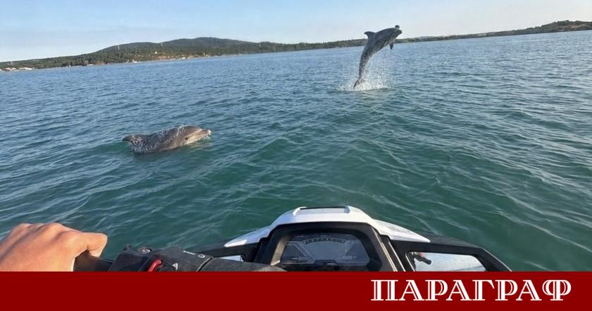 Група делфини предизвикаха истинско вълнение в акваторията на Бургаския залив