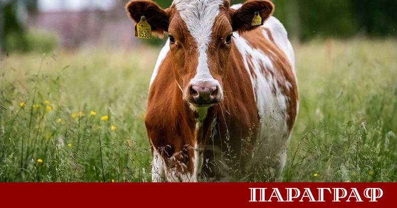 Кипър преминава през една от най тежките ветеринарни кризи в