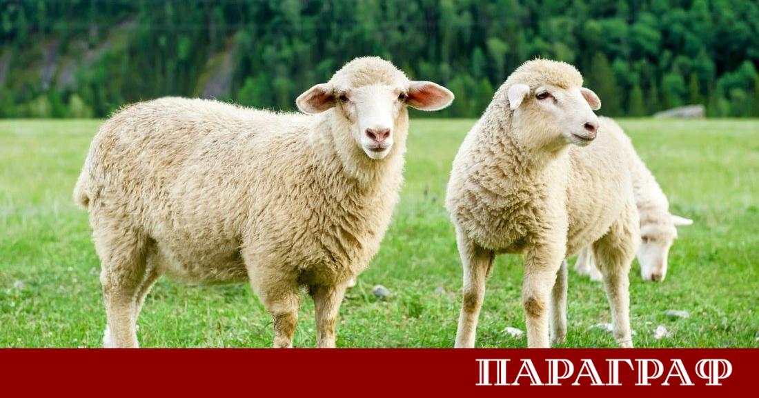 Българската агенция по безопасност на храните БАБХ потвърди ново първично