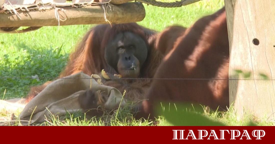 Емоциите около предстоящото Световно първенство по футбол вече достигат своя