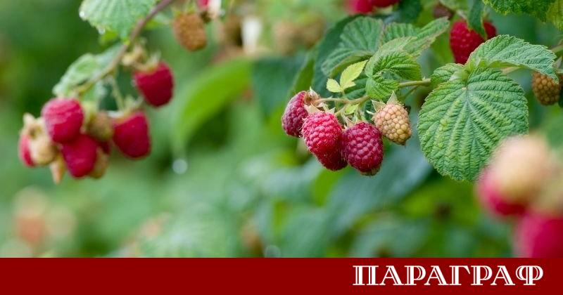 Сръбският град Ариле се утвърждава като безспорен лидер в производството