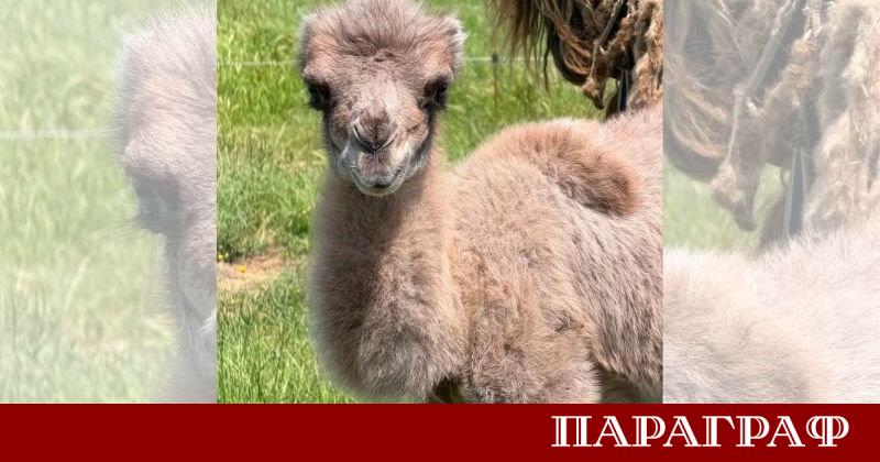 Радостно събитие беляза ежедневието в Зоопарк Бургас през последните дни