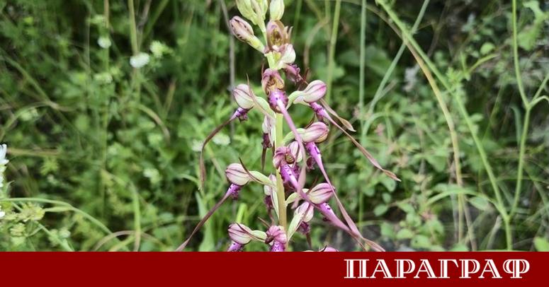 България навлиза в период на интензивни горещини През почивните дни