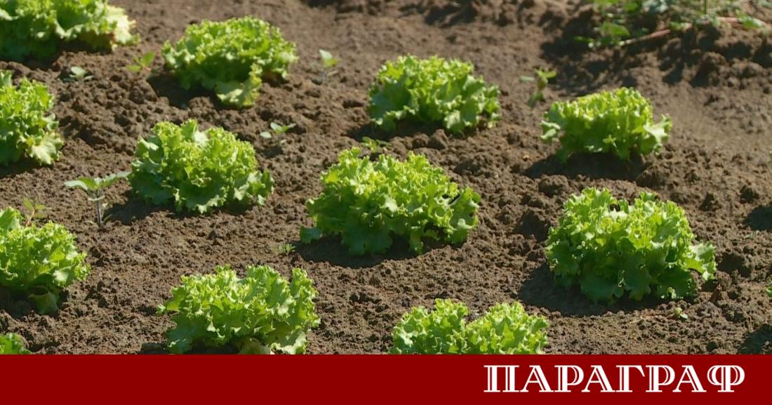Земеделци от Пловдивско и Пазарджишко започнаха масово да унищожават своята