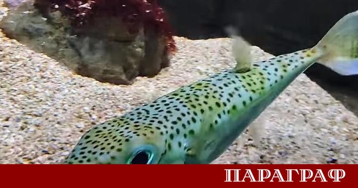 Гръцкото министерство на аграрното развитие и храните стартира мащабна пилотна