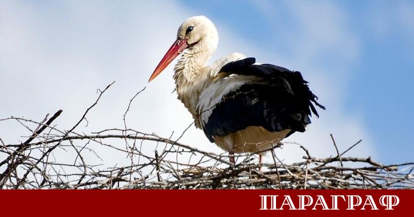 В кубратското село Звънарци организираха успешна акция по спасяването на