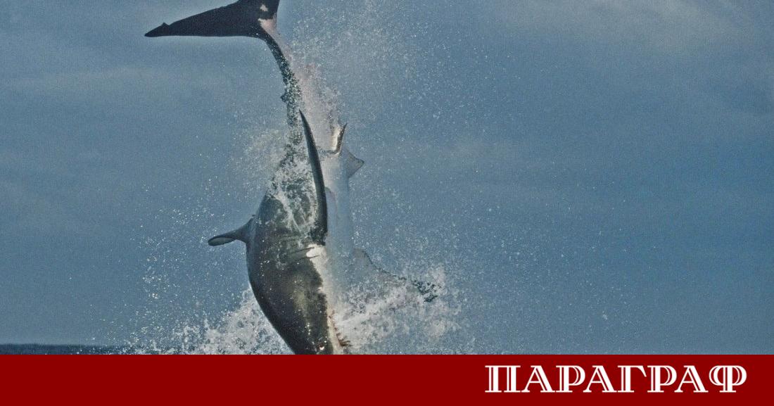 Австралия предприема мащабни мерки за сигурност по своите крайбрежия От