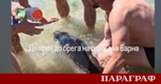 Граждани спасиха малко делфинче на плаж във Варна Бозайникът доплува
