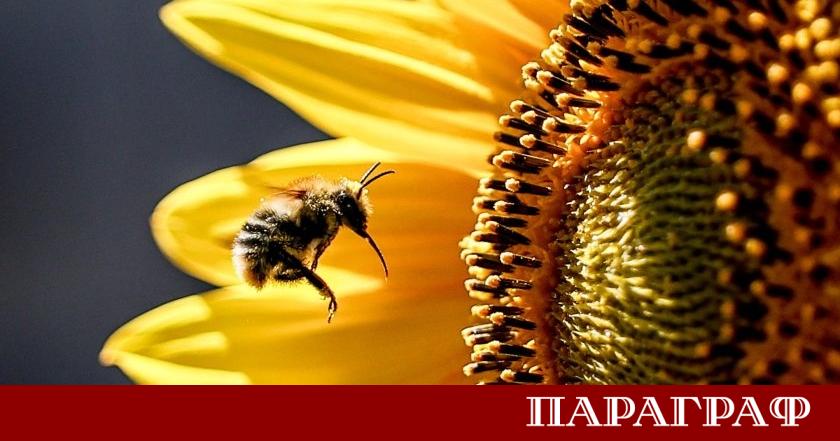 Районът на Афифе в Португалия се превърна в притегателна точка