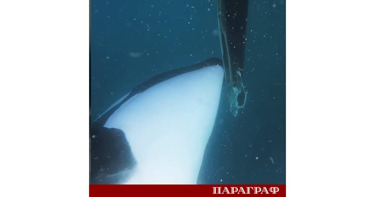 Група иберийски косатки нанесе сериозни щети на яхта край бреговете