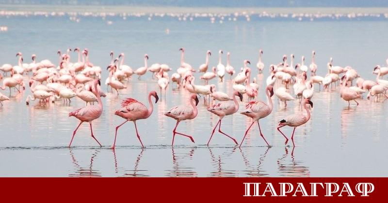 Известното розово фламинго в Източноафриканската рифтова долина на Кения преминава