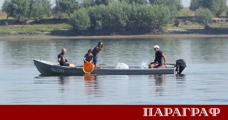 Общо 10 000 екземпляра от вида руска есетра бяха пуснати